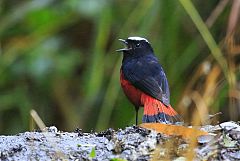 White-capped Redstart